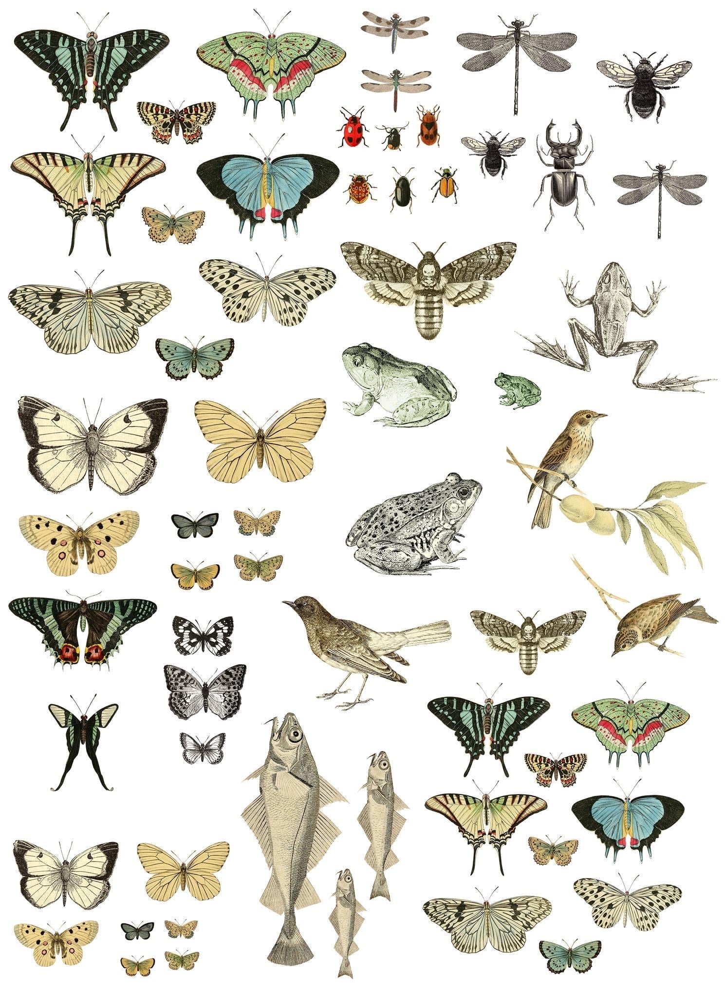 IOD Transfer Entomology Etcetera 24 x 33